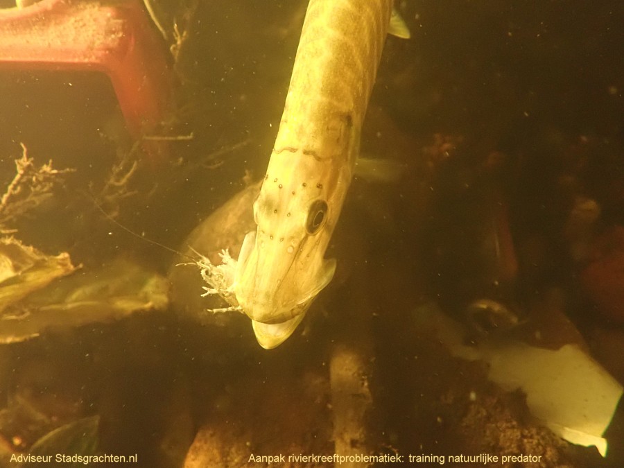 training natuurlijke predator rivierkreeft, adviseur stadsgrachten