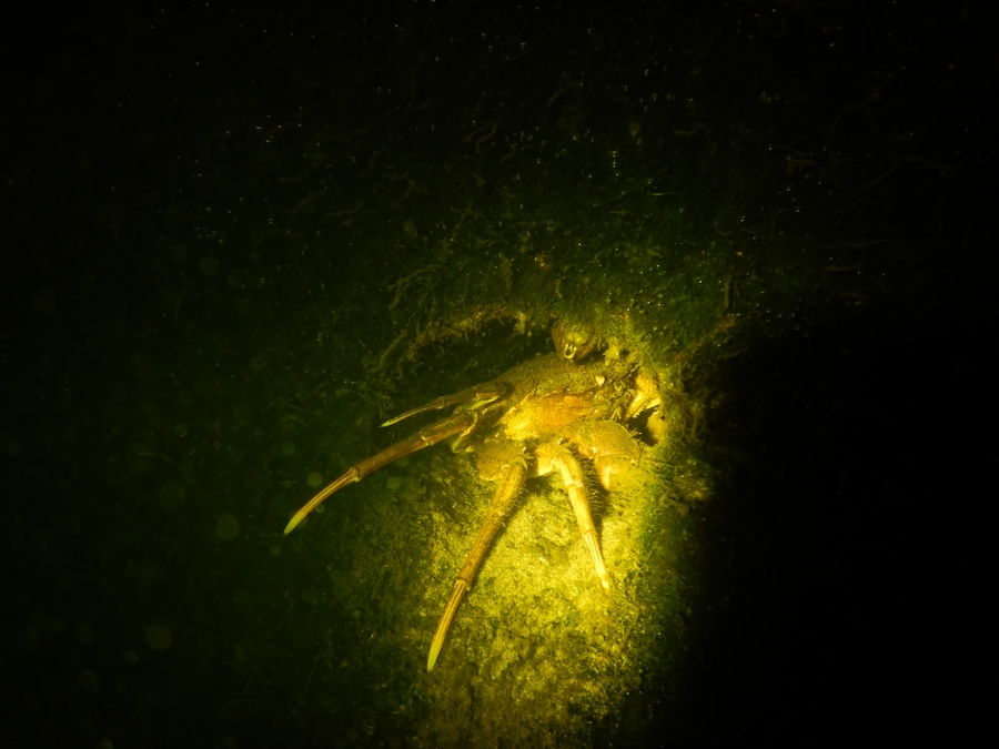 een Chinese wolhandkrab in een groot-formaat afwateringspijp