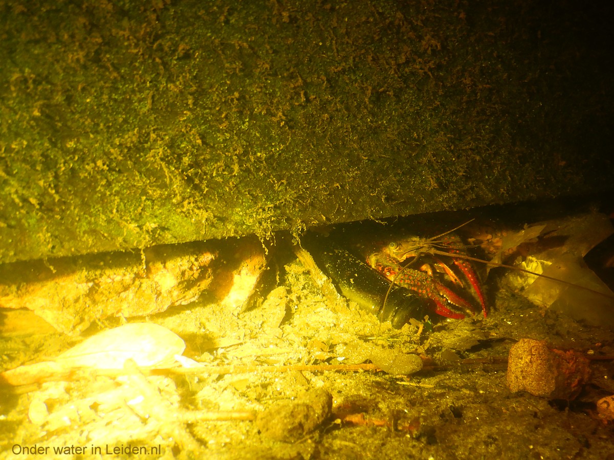 kreeft-met-flesje-onder-oever leiden