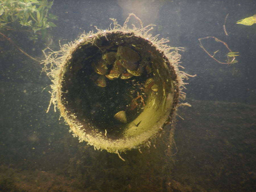 rode Amerikaanse rivierkreeft en driehoeksmosselen in een afwateringspijpje