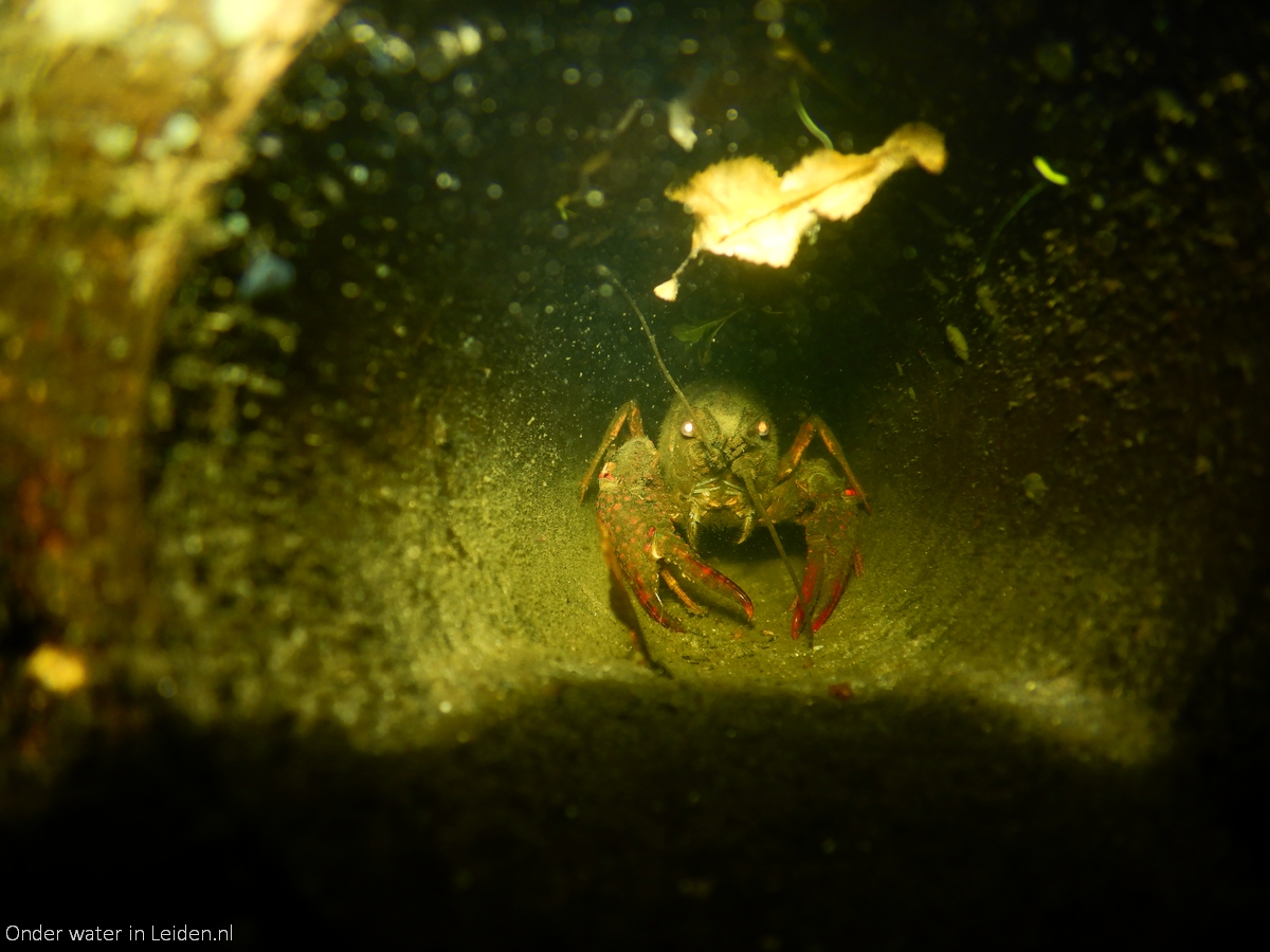 rode Amerikaanse rivierkreeft in afwateringspijpje frontaal