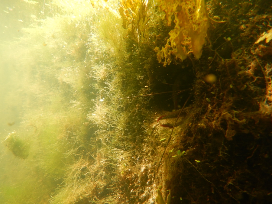 rode amerikaanse rivierkreeft in afwateringspijpje lateraal